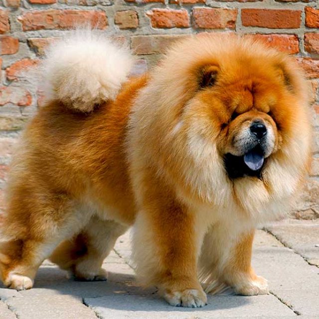 مواصفات كلب تشاو تشاو Chow Chow