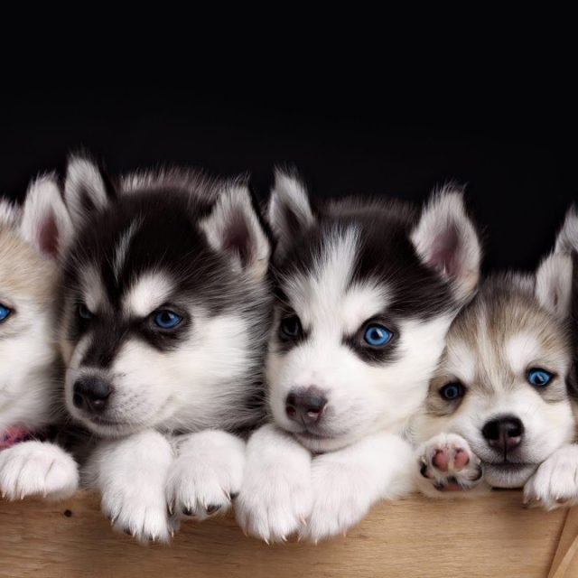 مواصفات و معلومات عن تربية كلاب الهاسكي Siberian Husky