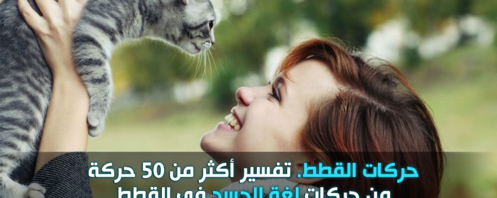 حركات القطط ومعناها : لغة الجسد عند القطط