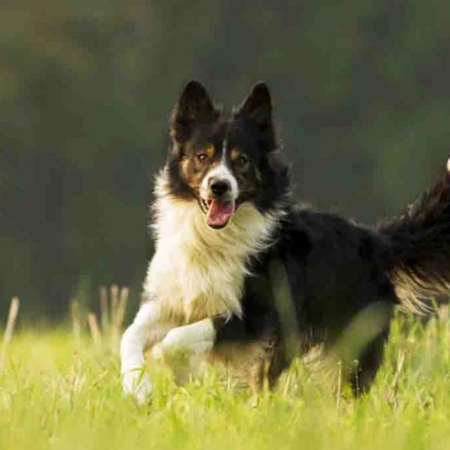 معلومات عن كلاب بوردر كولي Border Collie