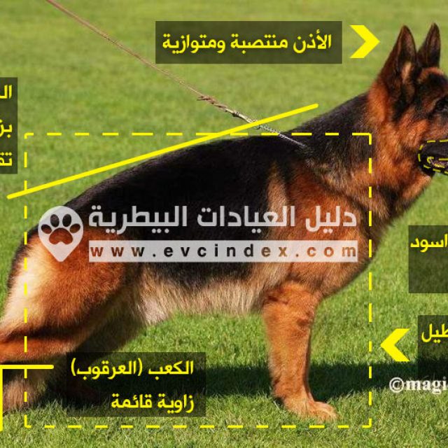 معلومات عن كلاب جيرمن شيبرد بالتفصيل